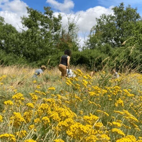 Italienisches Strohblumen-Hydrosol