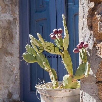 Fotomural hogar cactus -158610