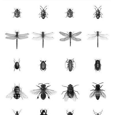 ESTAhome papel pintado XXL insectos dibujados a pluma-158827