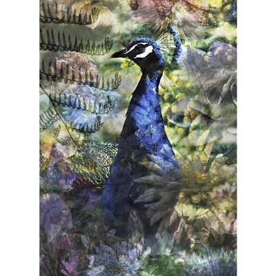 Proud Peacock (50x70)