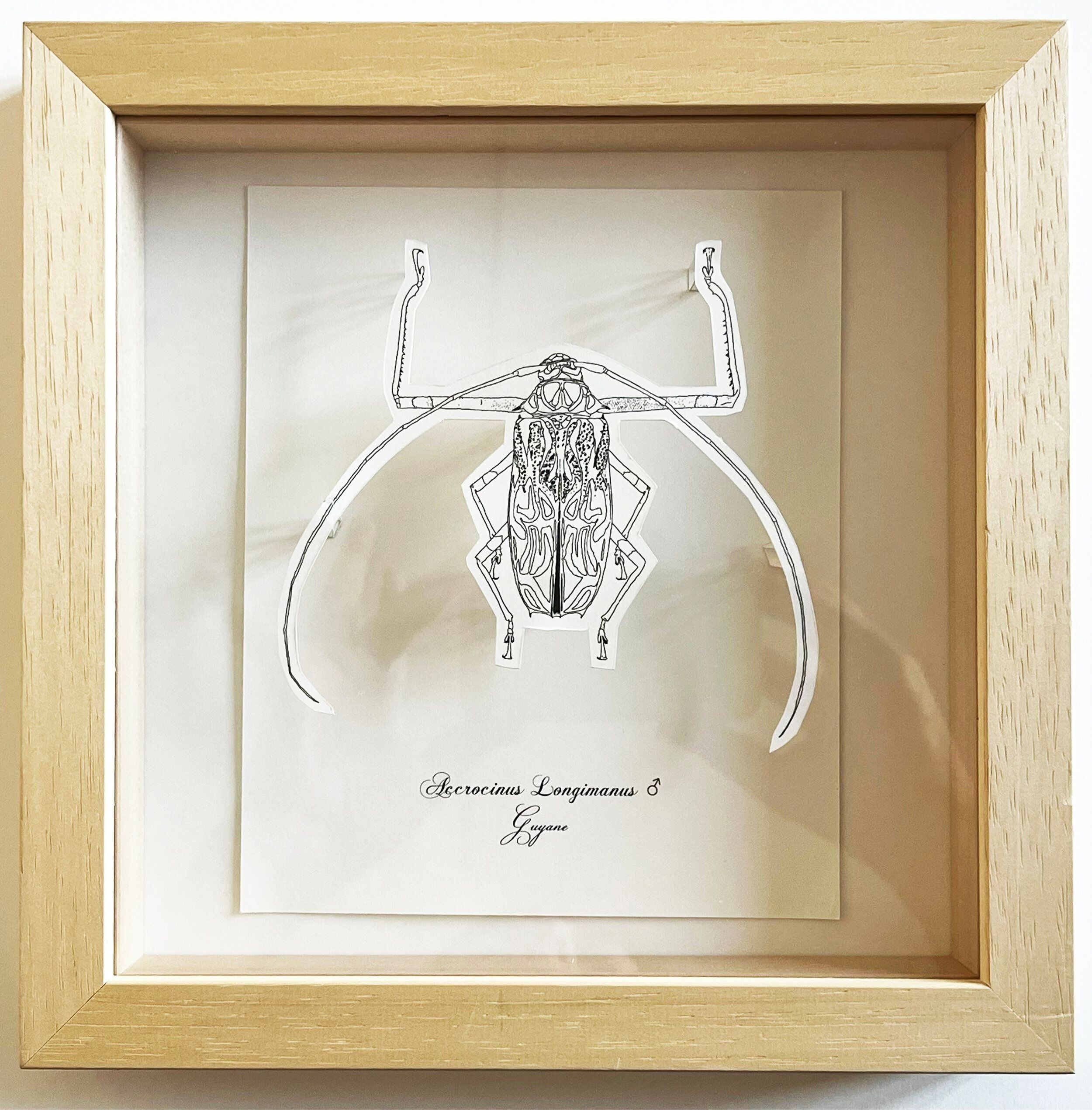 Coloring Book - DIY - Giant Beetles