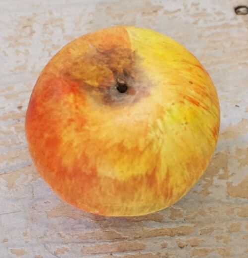 A Pottery Study of a Coxes Apple