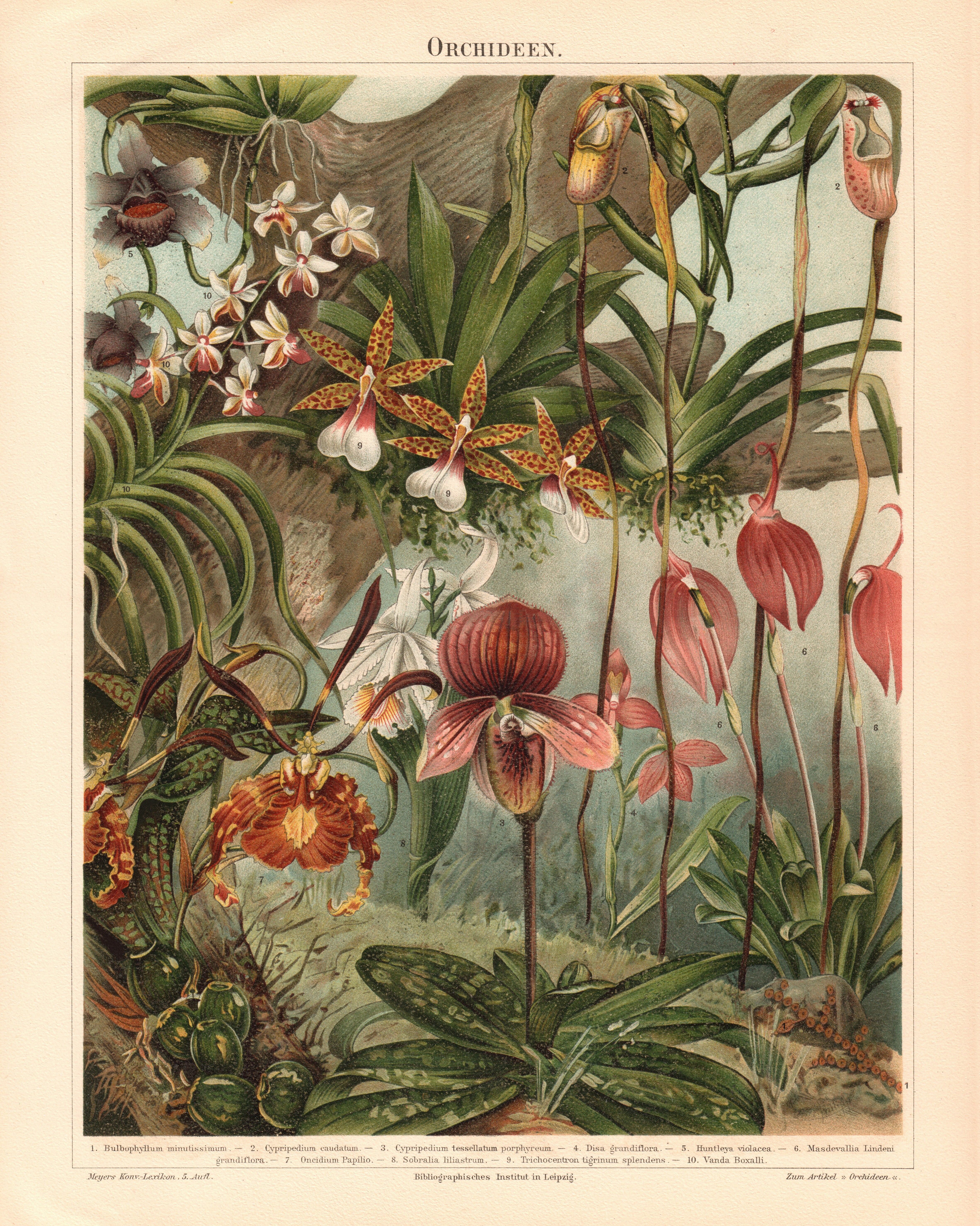 Orchidee Blumen Postkarte Vintage A6