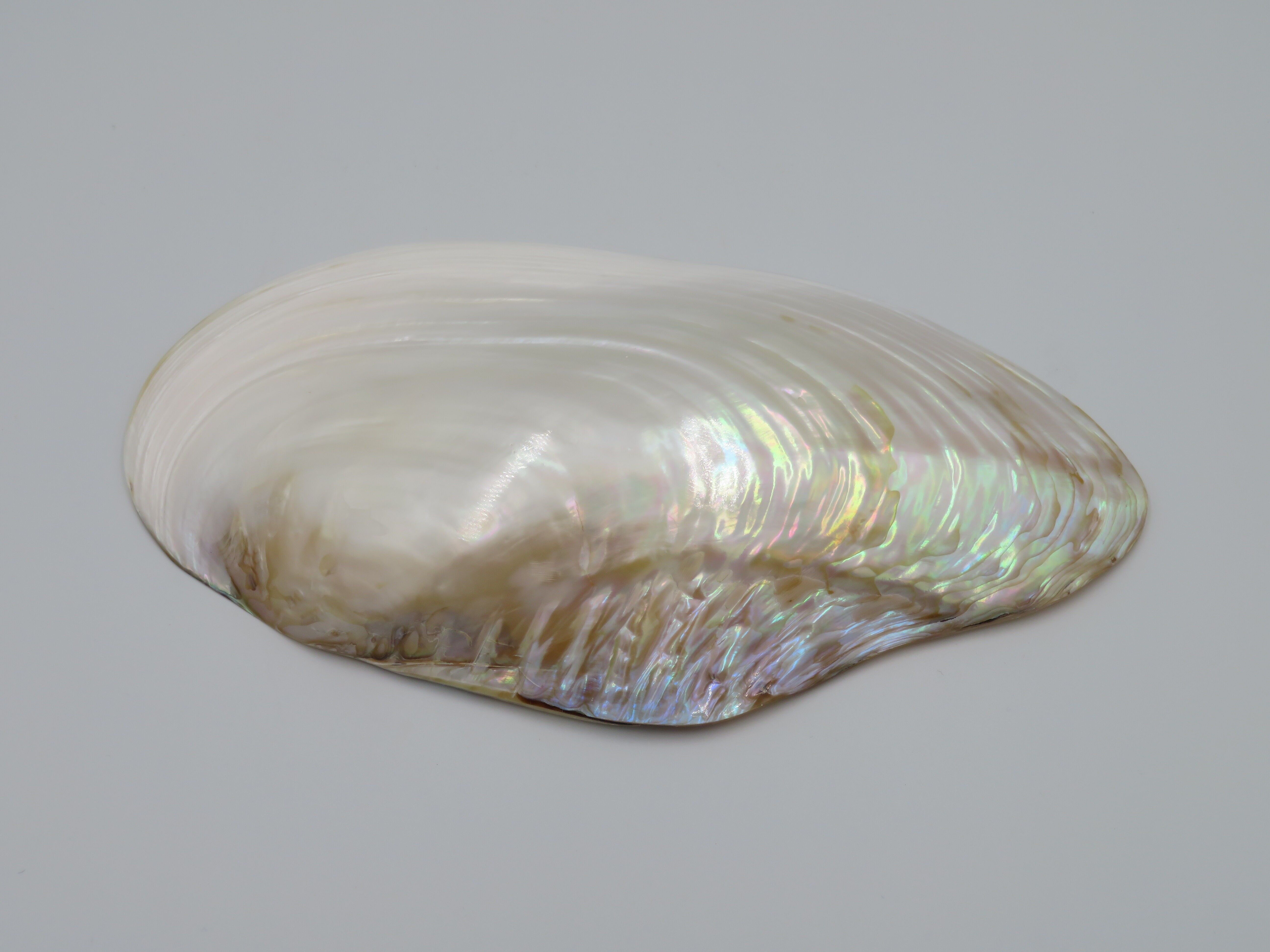 Kupang 20-22cm - mother of pearl - natural shell - shells - decoration - shell - shells - coastal shells - shell ornaments - natural seashells - beach - coastal - exotic