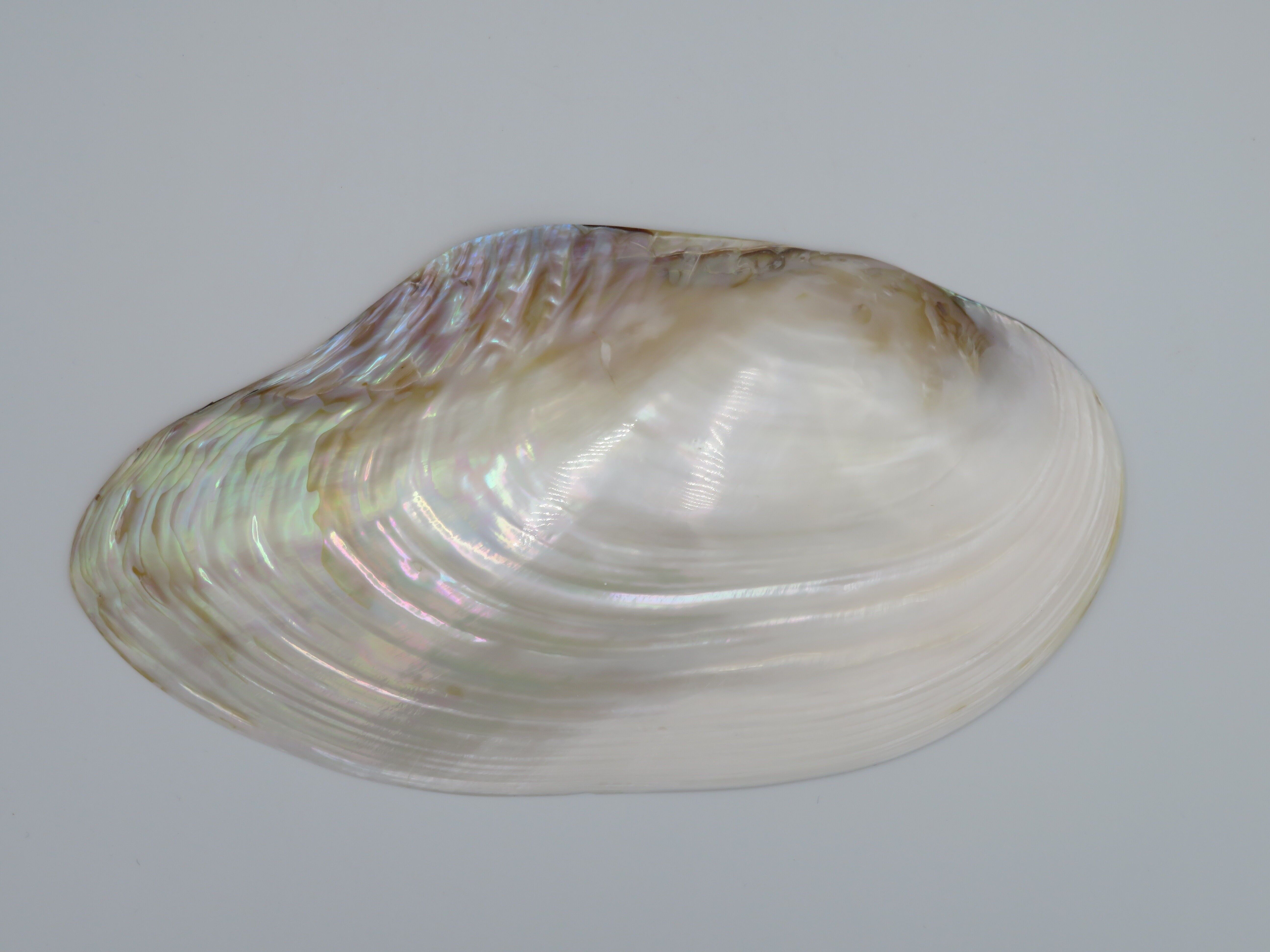 Kupang 23-24cm - mother of pearl - natural shell - shells - decoration - shell - shells - coastal shells - shell ornaments - natural seashells - beach - coastal - exotic