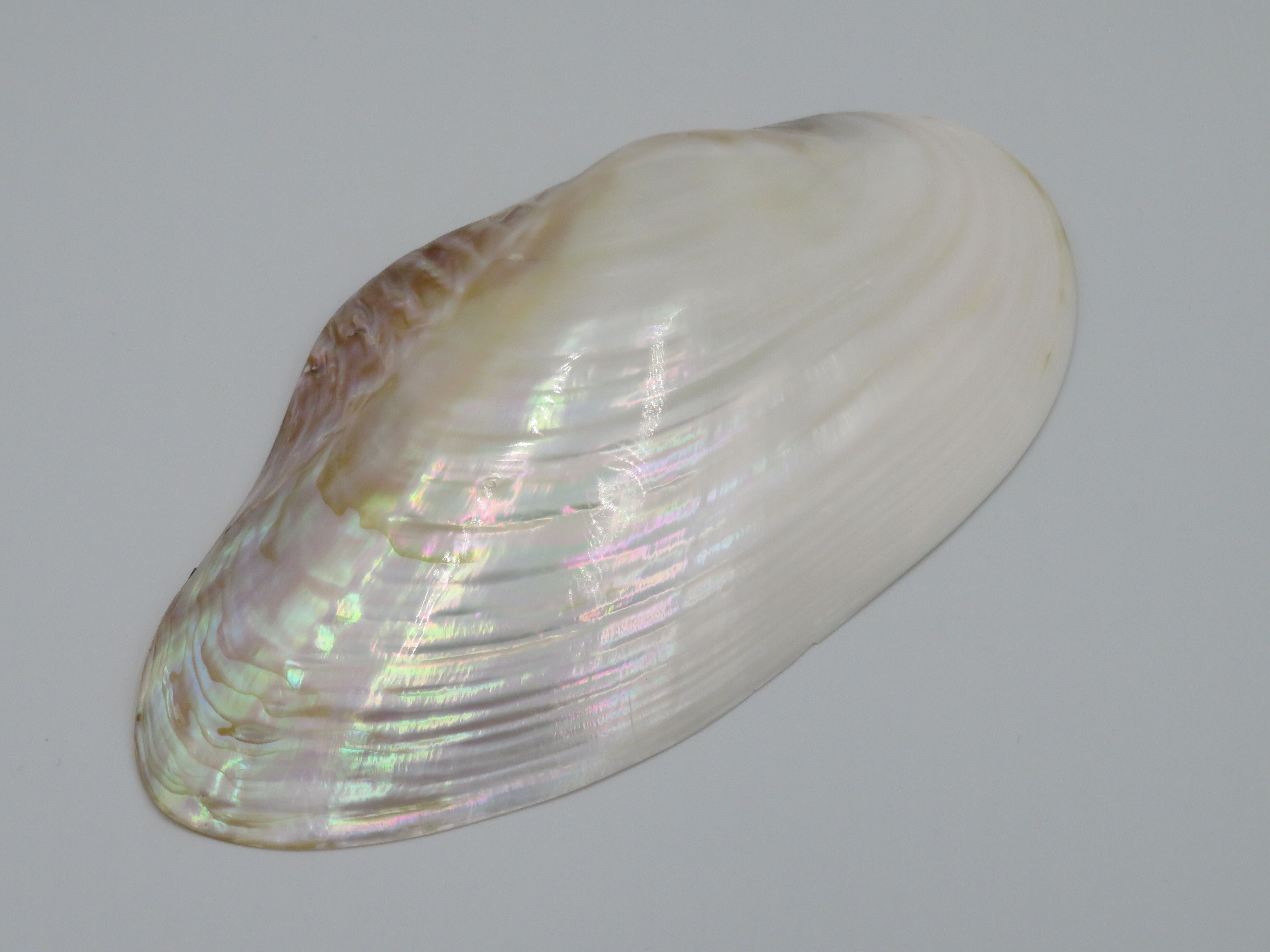Kupang 25 up - mother of pearl - natural shell - shells - decoration - shell - shells - coastal shells - shell ornaments - natural seashells - beach - coastal - exotic