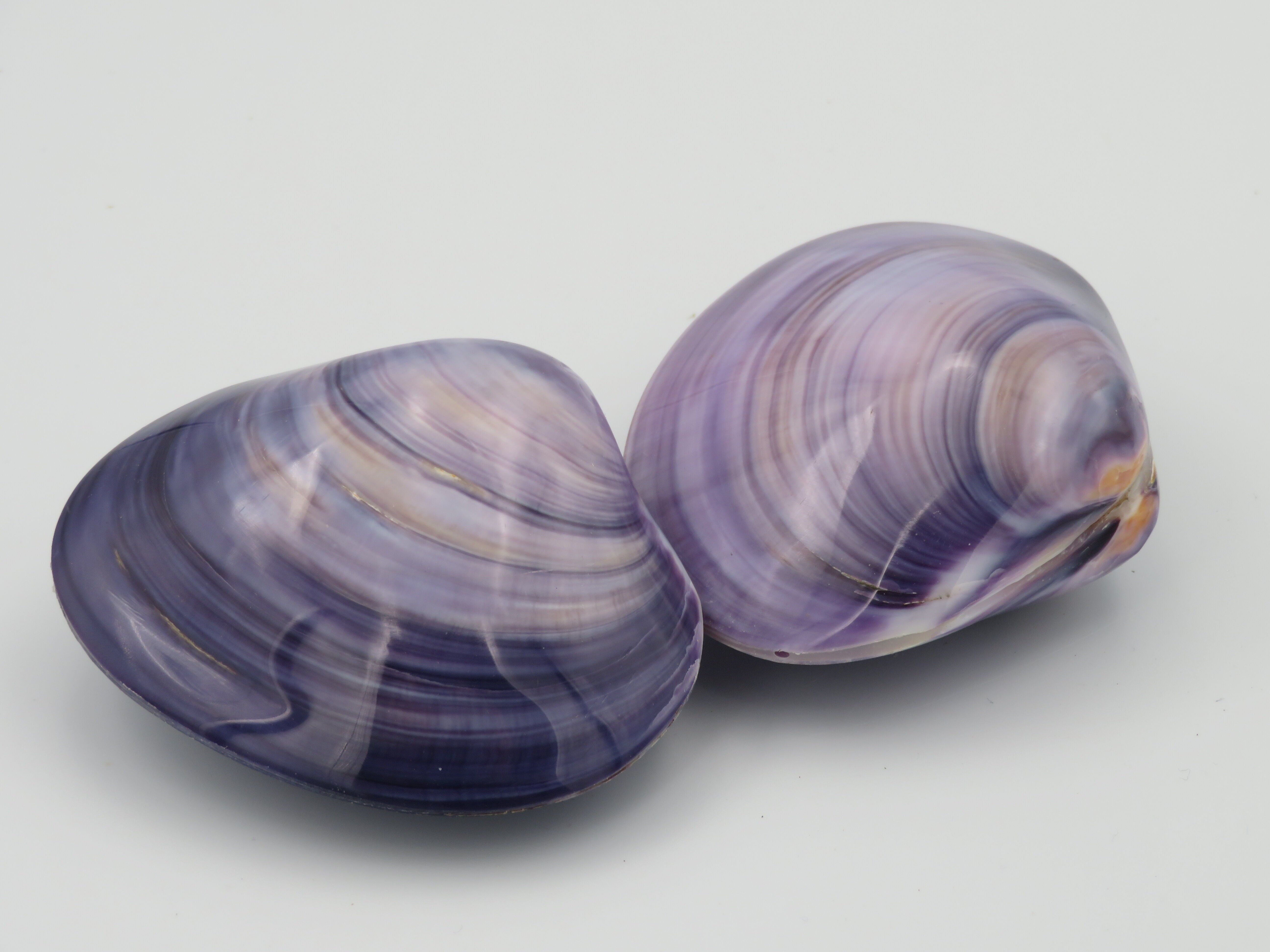 Kerang uno Medium "Mercenaria" - Shells - beach - decoration - coast
