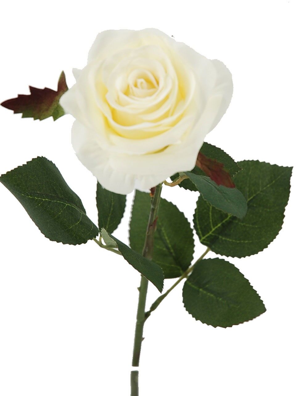 Rose X1 Crème 65cm (8cm)