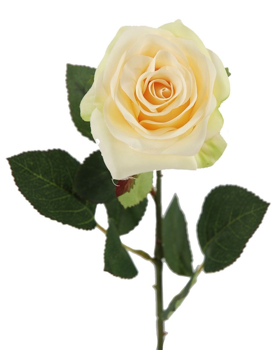 Rosa X1 Beige 65Cm(8Cm)