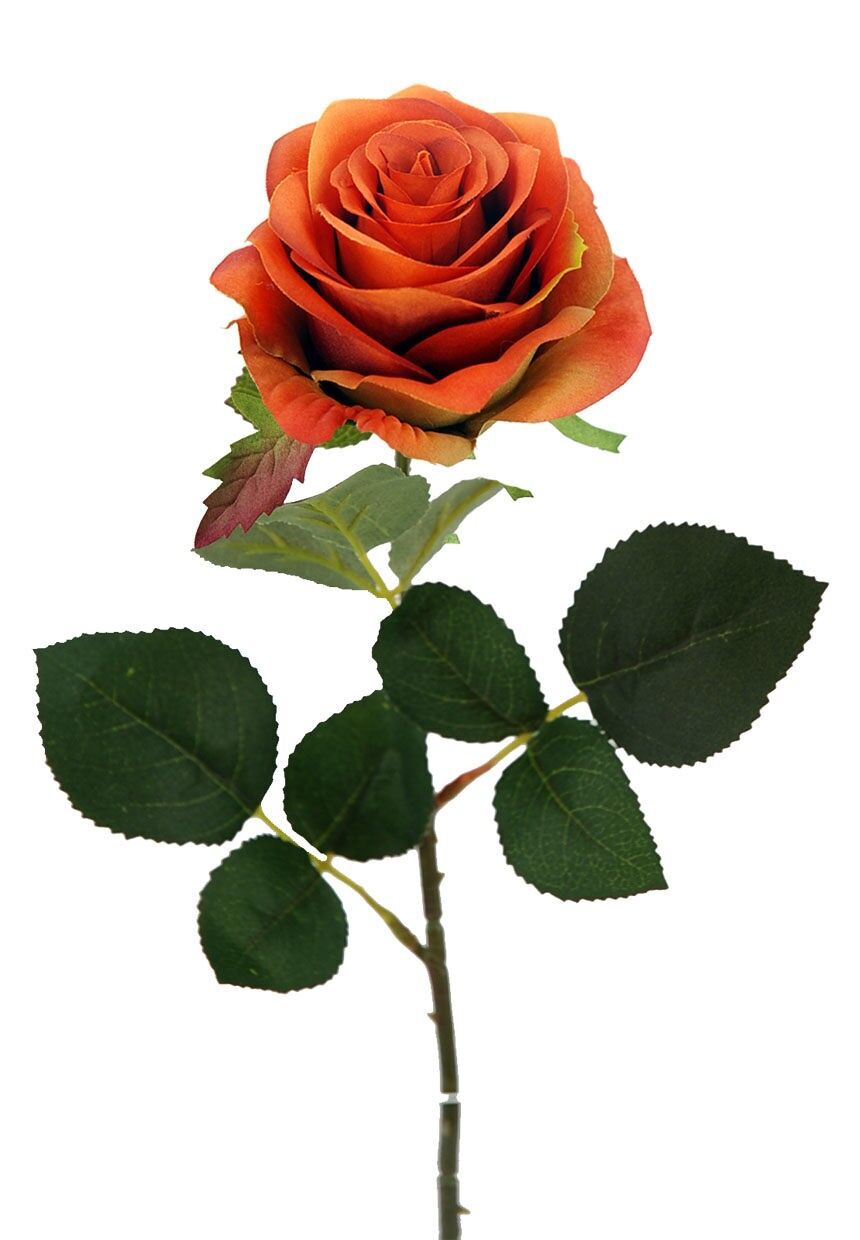 Rose X1 Orange 65cm (8cm)