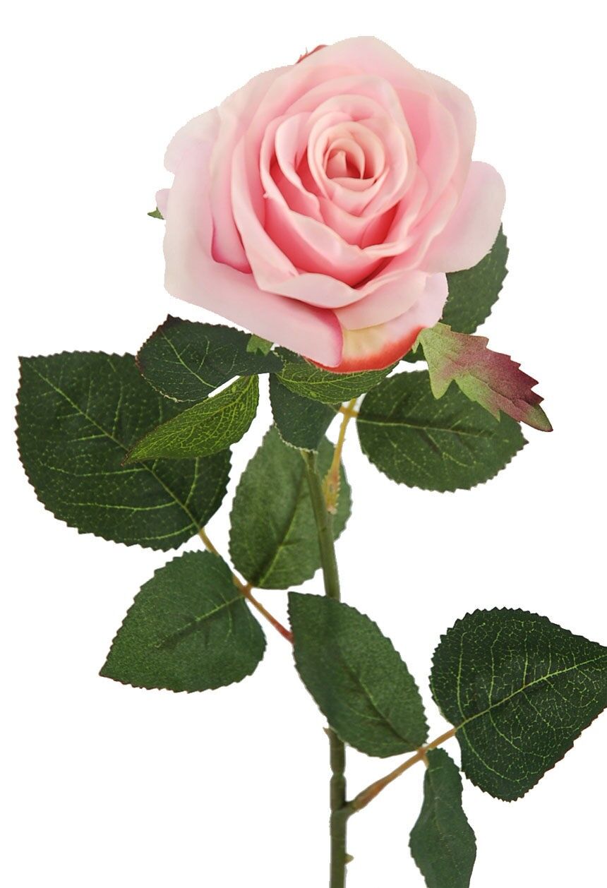 Rose X1 Rose 65cm (8cm)