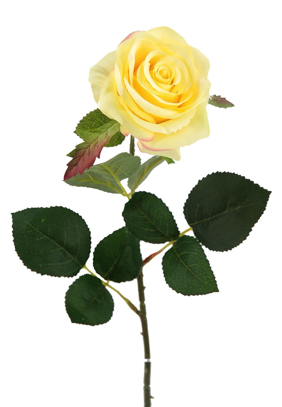 Rosa X1 Amarilla 65Cm(8Cm)