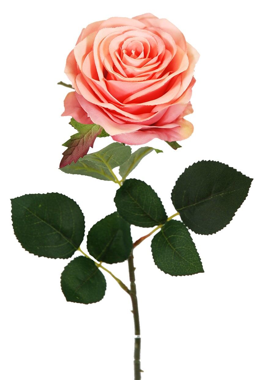 Rose X1 Cerisier 65cm (8cm)