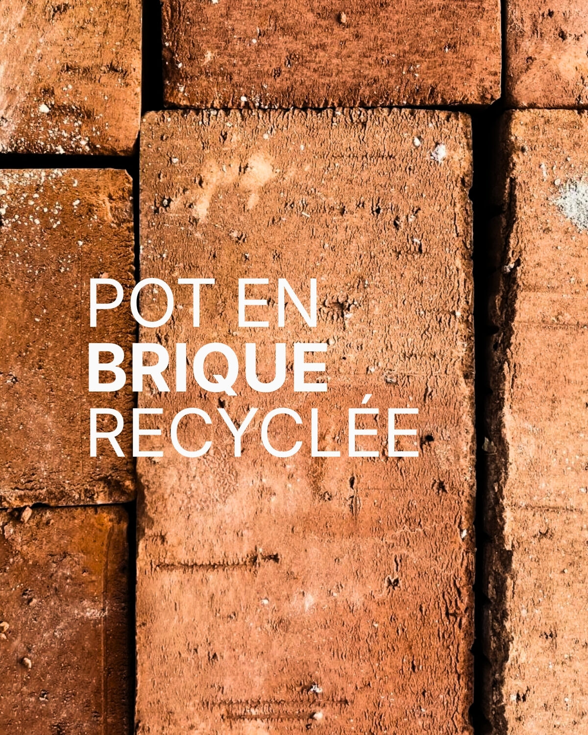 Bougie parfumée Figuier (280gr) - Cadeau - été