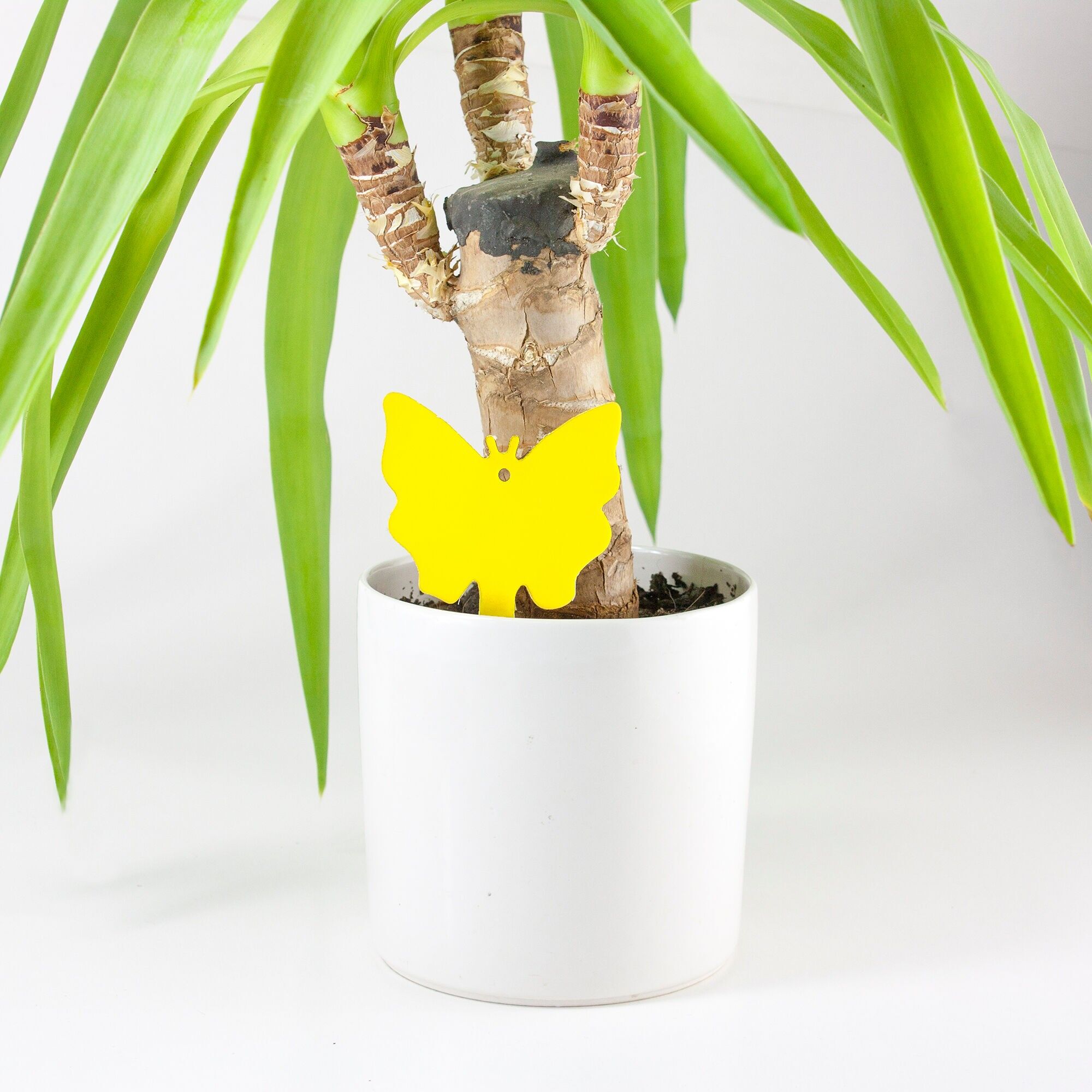 Double-Sided Fruit Fly Traps - Pack of 12 (6 of each design)