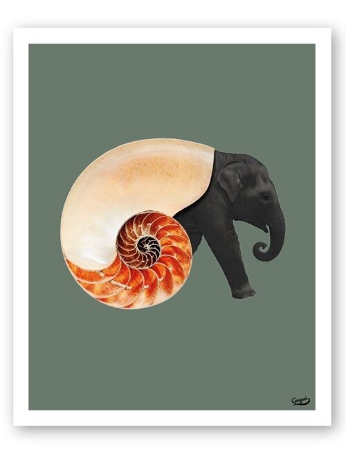 Affiche  Shellephant - Collection Curiosito