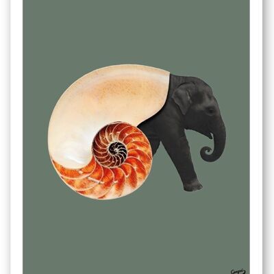 Shellephant-Poster – Curiosito-Sammlung