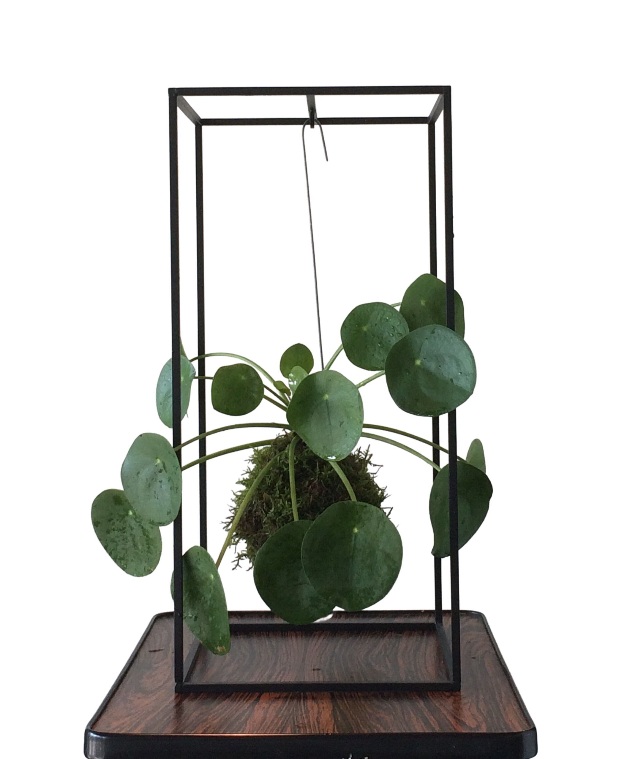 CAGE plantenhouder Small Zwart