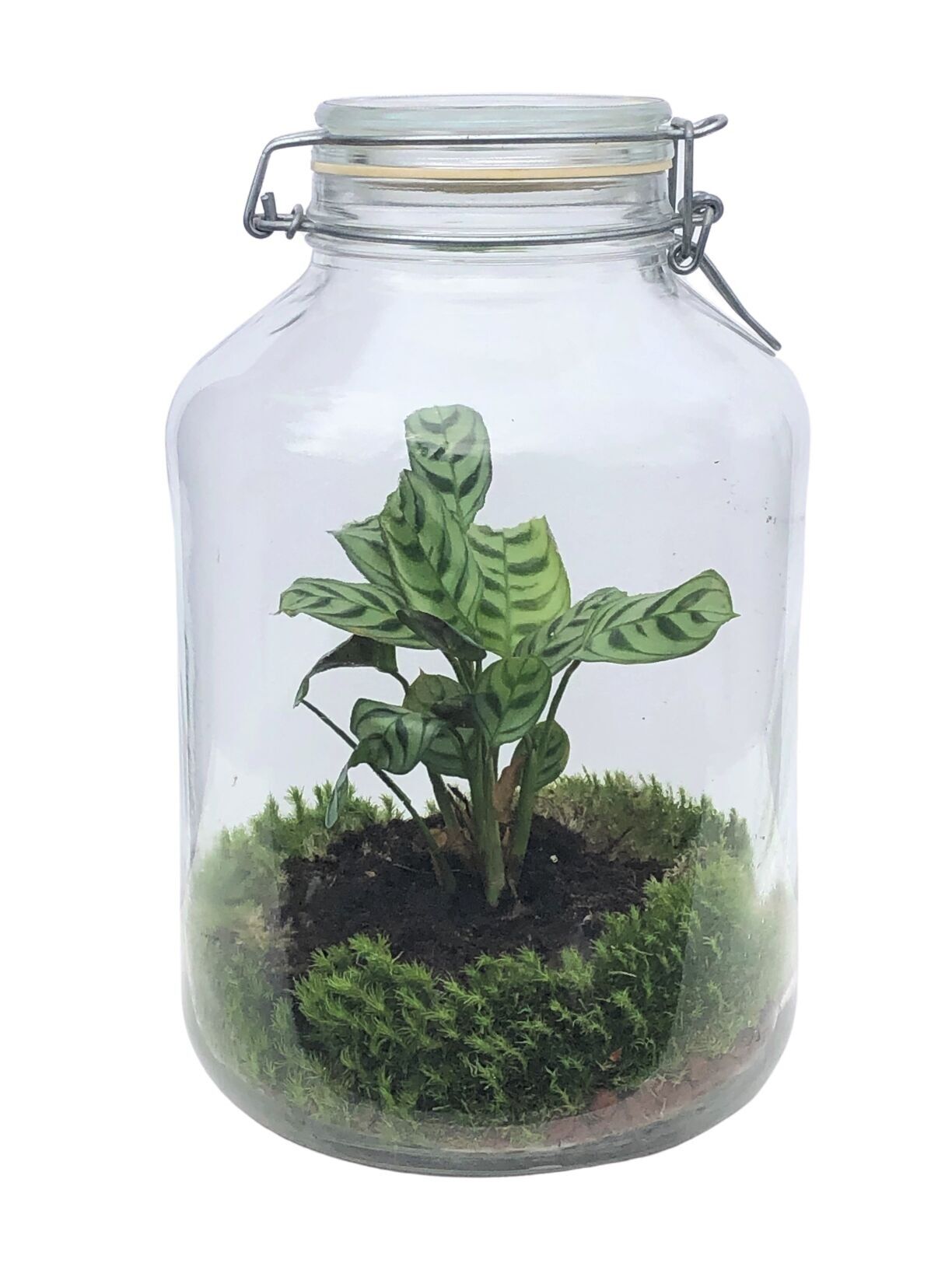 Terrarium - bokaal