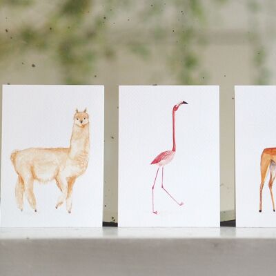 Dieren Postkaarten (per set van 6 verschillende dieren)