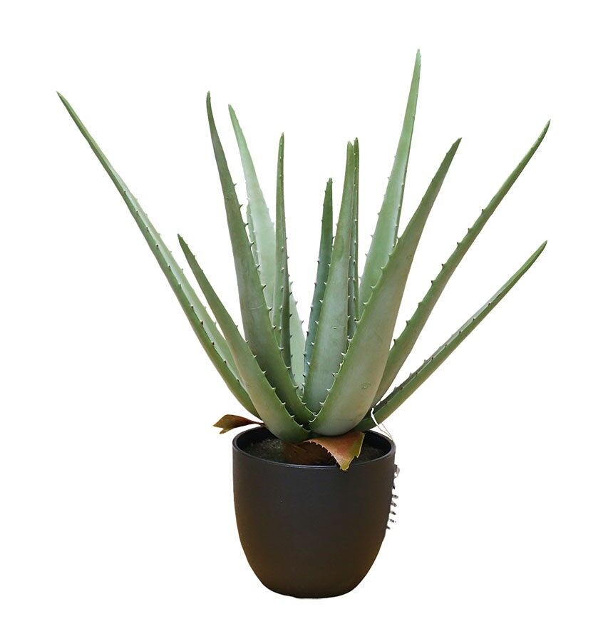 Plante tactile d'aloèsNat.X13, 40 cm