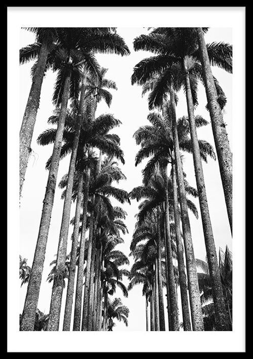 Palmtrees 2