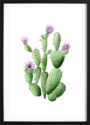 Fleurs de cactus 1