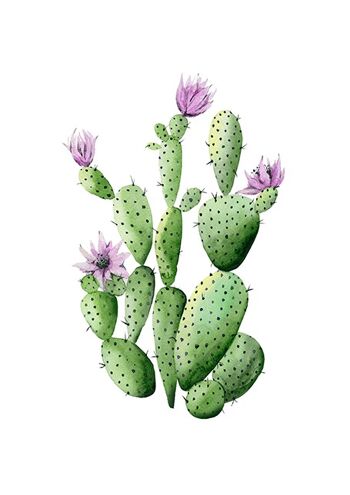 Fleurs de cactus 2