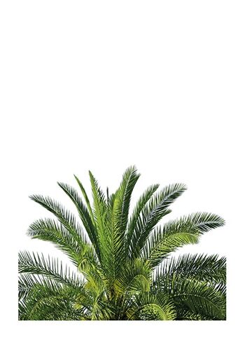 Haut de palmier 2
