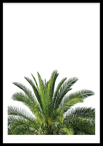 Haut de palmier 1