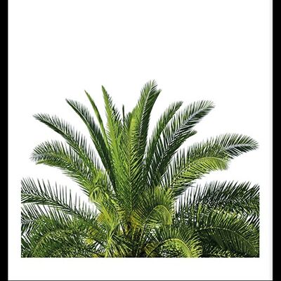Palmtree Top