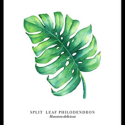 Monstera Leaf