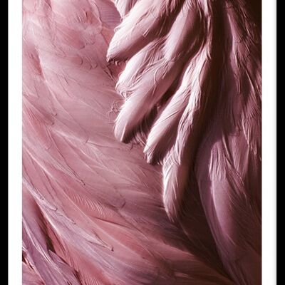 Flamingo Feathers