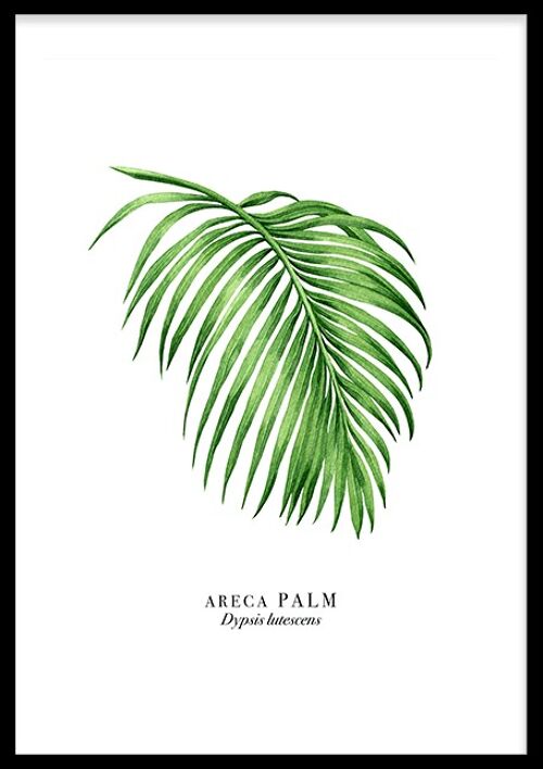 Palm Leaf