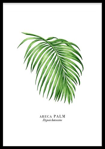 Feuille de palmier 1