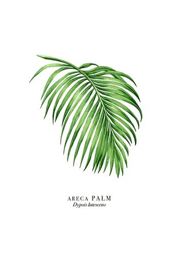 Feuille de palmier 2