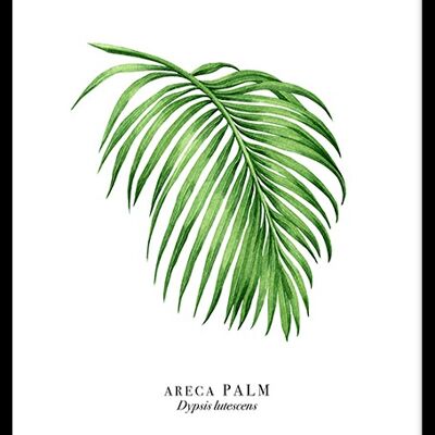 Palm Leaf