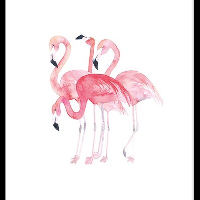 Flamingos