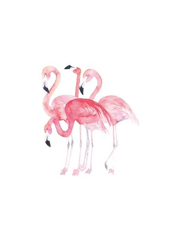 Flamants roses 2