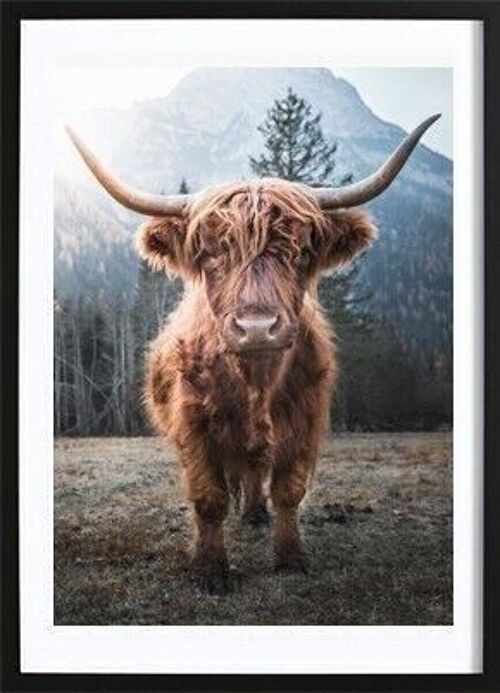 Highland Cow Poster_1