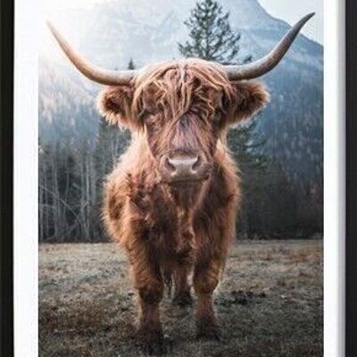 Affiche vache Highland_1