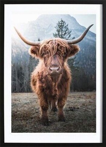 Affiche vache Highland_3 1