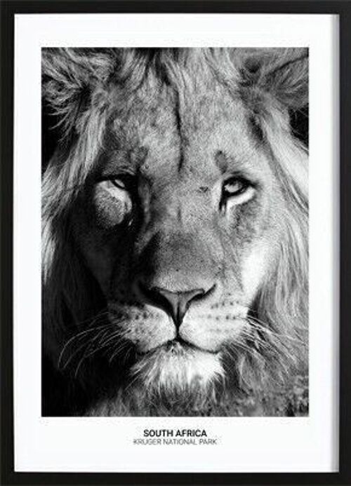 Proud Lion Poster_1
