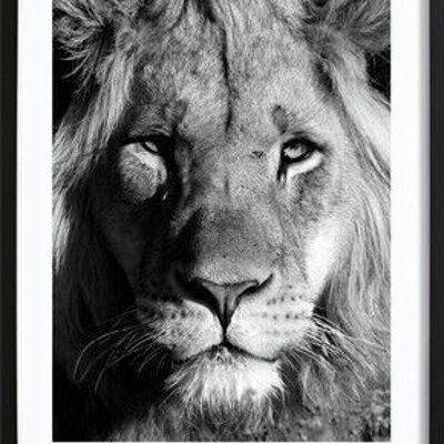 Poster del leone orgoglioso_1