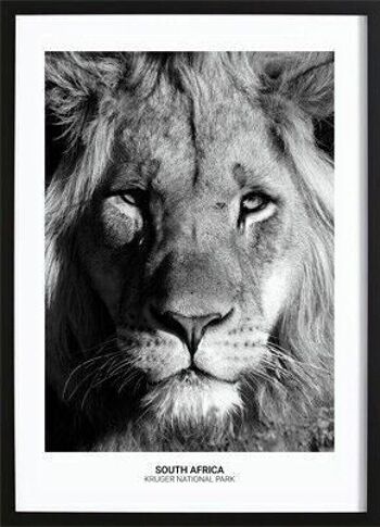 Affiche Lion fier_1 1