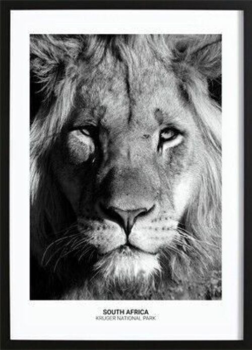 Proud Lion Poster_3