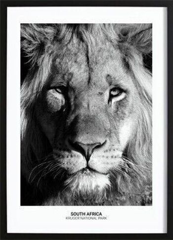 Affiche Lion fier_3 1
