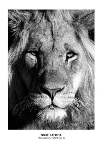 Affiche Lion fier_4 2