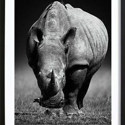 Poster di rinoceronte_2