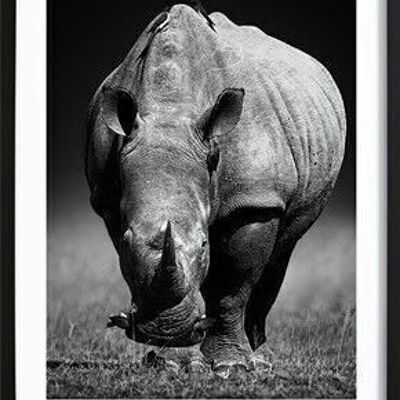 Rhino Poster_3